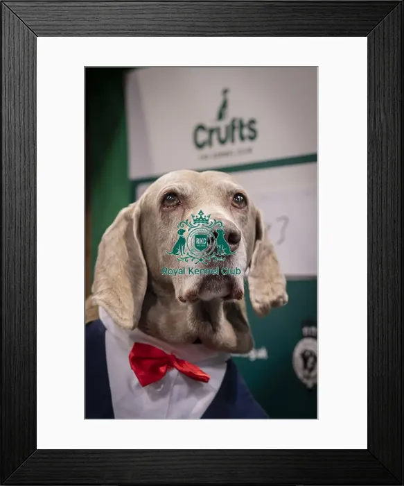 Framed Print : D-C-D-0-1-9-0 Crufts 2024 NEC Birmingham Day 2 Framed Print : D-C-D-0-1-9-0 Crufts 2024 NEC Birmingham Day 2