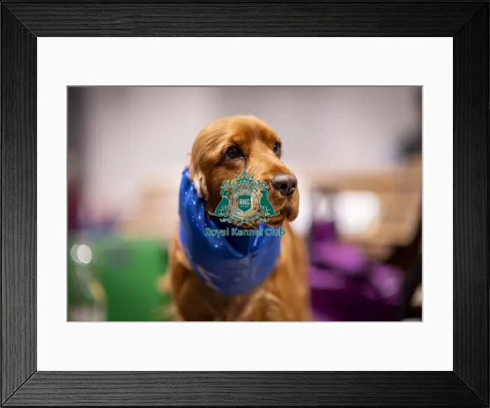 Framed Print : D-C-D-0-1-9-0 Crufts 2024 NEC Birmingham Day 2 Framed Print : D-C-D-0-1-9-0 Crufts 2024 NEC Birmingham Day 2