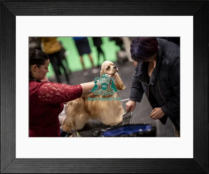 Framed Print : D-C-D-0-1-9-0 Crufts 2024 NEC Birmingham Day 2 Framed Print : D-C-D-0-1-9-0 Crufts 2024 NEC Birmingham Day 2