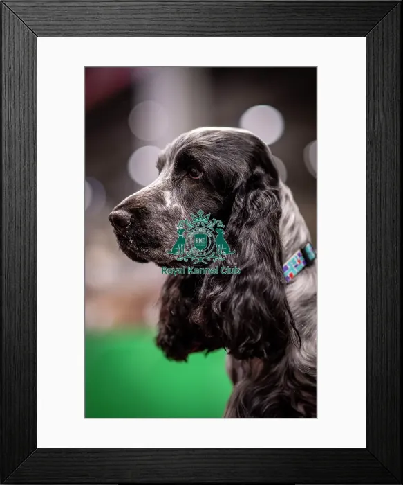 Framed Print : D-C-D-0-1-9-0 Crufts 2024 NEC Birmingham Day 2 Framed Print : D-C-D-0-1-9-0 Crufts 2024 NEC Birmingham Day 2