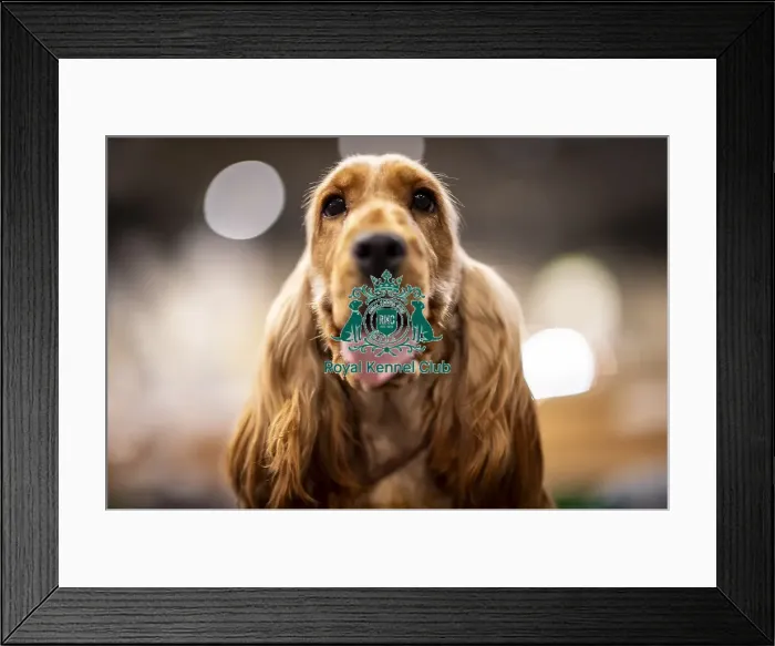 Framed Print : D-C-D-0-1-9-0 Crufts 2024 NEC Birmingham Day 2 Framed Print : D-C-D-0-1-9-0 Crufts 2024 NEC Birmingham Day 2