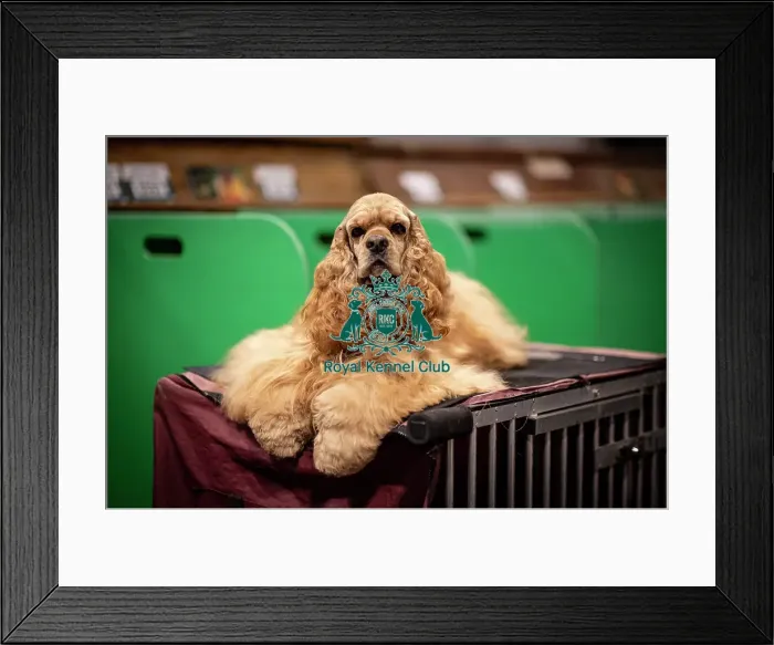 Framed Print : D-C-D-0-1-9-0 Crufts 2024 NEC Birmingham Day 2 Framed Print : D-C-D-0-1-9-0 Crufts 2024 NEC Birmingham Day 2
