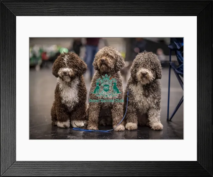 Framed Print : D-C-D-0-1-9-0 Crufts 2024 NEC Birmingham Day 2 Framed Print : D-C-D-0-1-9-0 Crufts 2024 NEC Birmingham Day 2