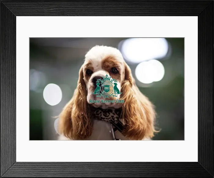 Framed Print : D-C-D-0-1-9-0 Crufts 2024 NEC Birmingham Day 2 Framed Print : D-C-D-0-1-9-0 Crufts 2024 NEC Birmingham Day 2