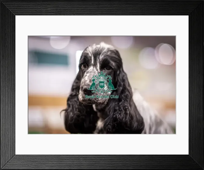 Framed Print : D-C-D-0-1-9-0 Crufts 2024 NEC Birmingham Day 2 Framed Print : D-C-D-0-1-9-0 Crufts 2024 NEC Birmingham Day 2