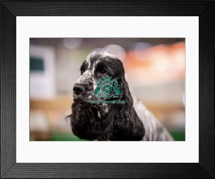 Framed Print : D-C-D-0-1-9-0 Crufts 2024 NEC Birmingham Day 2 Framed Print : D-C-D-0-1-9-0 Crufts 2024 NEC Birmingham Day 2