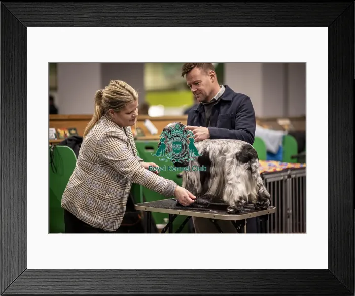 Framed Print : D-C-D-0-1-9-0 Crufts 2024 NEC Birmingham Day 2 Framed Print : D-C-D-0-1-9-0 Crufts 2024 NEC Birmingham Day 2
