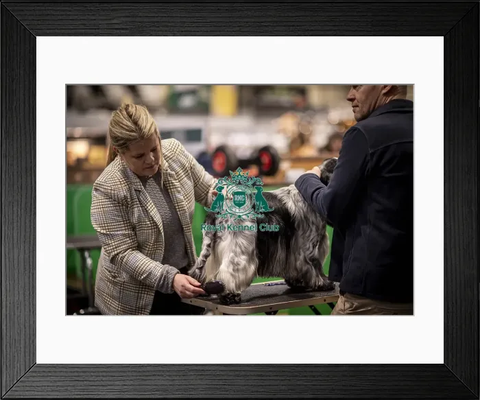 Framed Print : D-C-D-0-1-9-0 Crufts 2024 NEC Birmingham Day 2 Framed Print : D-C-D-0-1-9-0 Crufts 2024 NEC Birmingham Day 2