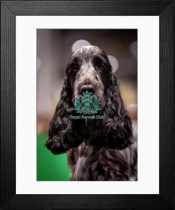 Framed Print : D-C-D-0-1-9-0 Crufts 2024 NEC Birmingham Day 2 Framed Print : D-C-D-0-1-9-0 Crufts 2024 NEC Birmingham Day 2