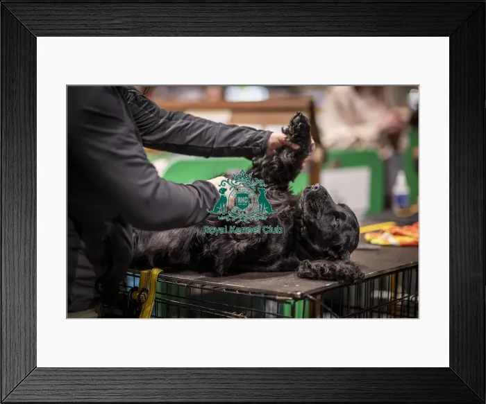 Framed Print : D-C-D-0-1-9-0 Crufts 2024 NEC Birmingham Day 2 Framed Print : D-C-D-0-1-9-0 Crufts 2024 NEC Birmingham Day 2