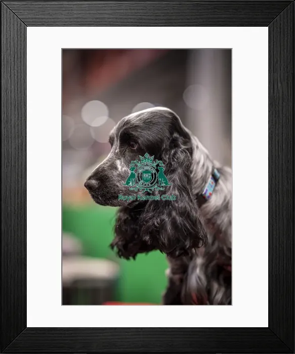Framed Print : D-C-D-0-1-9-0 Crufts 2024 NEC Birmingham Day 2 Framed Print : D-C-D-0-1-9-0 Crufts 2024 NEC Birmingham Day 2