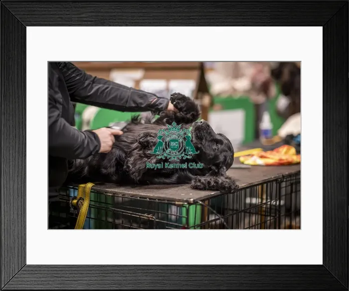 Framed Print : D-C-D-0-1-9-0 Crufts 2024 NEC Birmingham Day 2 Framed Print : D-C-D-0-1-9-0 Crufts 2024 NEC Birmingham Day 2