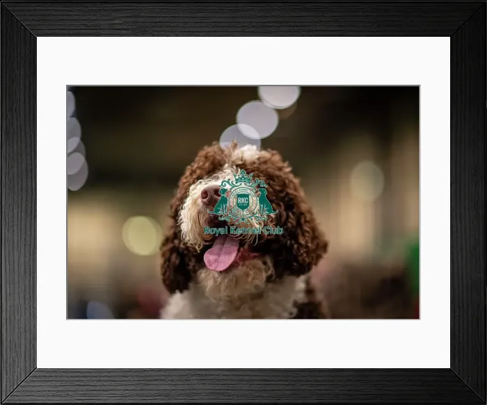 Framed Print : D-C-D-0-1-9-0 Crufts 2024 NEC Birmingham Day 2 Framed Print : D-C-D-0-1-9-0 Crufts 2024 NEC Birmingham Day 2