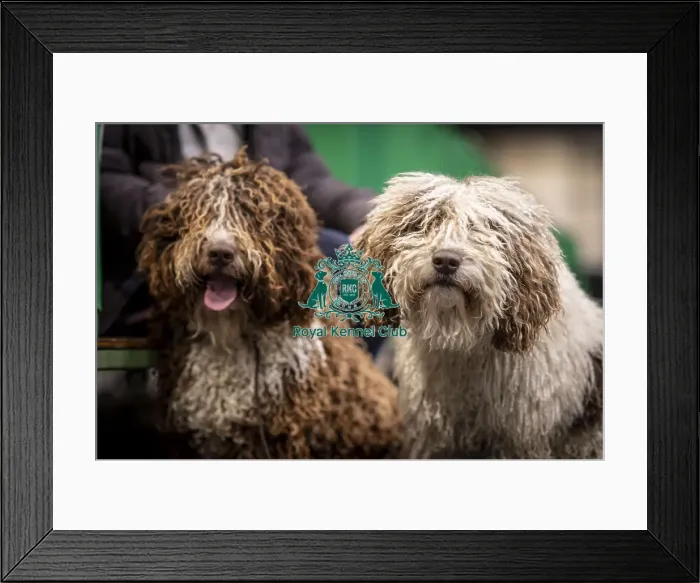 Framed Print : D-C-D-0-1-9-0 Crufts 2024 NEC Birmingham Day 2 Framed Print : D-C-D-0-1-9-0 Crufts 2024 NEC Birmingham Day 2