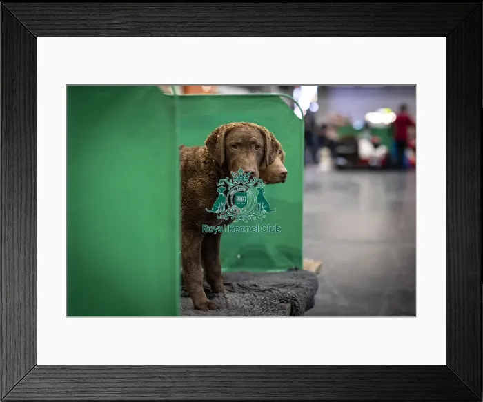 Framed Print : D-C-D-0-1-9-0 Crufts 2024 NEC Birmingham Day 2