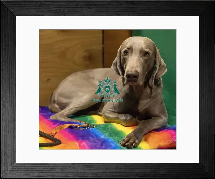 Framed Print : D-C-D-0-1-9-0 Crufts 2024 NEC Birmingham Day 2 Framed Print : D-C-D-0-1-9-0 Crufts 2024 NEC Birmingham Day 2