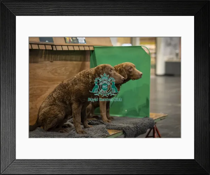 Framed Print : D-C-D-0-1-9-0 Crufts 2024 NEC Birmingham Day 2 Framed Print : D-C-D-0-1-9-0 Crufts 2024 NEC Birmingham Day 2