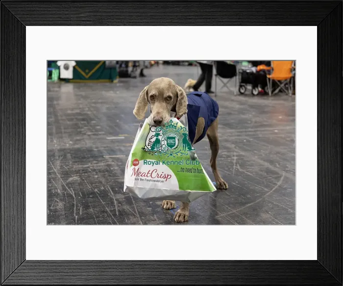 Framed Print : D-C-D-0-1-9-0 Crufts 2024 NEC Birmingham Day 2 Framed Print : D-C-D-0-1-9-0 Crufts 2024 NEC Birmingham Day 2