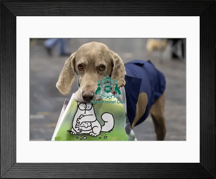 Framed Print : D-C-D-0-1-9-0 Crufts 2024 NEC Birmingham Day 2 Framed Print : D-C-D-0-1-9-0 Crufts 2024 NEC Birmingham Day 2