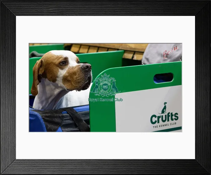 Framed Print : D-C-D-0-1-9-0 Crufts 2024 NEC Birmingham Day 2 Framed Print : D-C-D-0-1-9-0 Crufts 2024 NEC Birmingham Day 2
