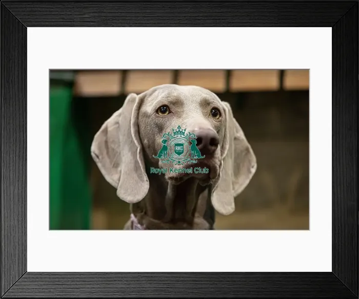 Framed Print : D-C-D-0-1-9-0 Crufts 2024 NEC Birmingham Day 2 Framed Print : D-C-D-0-1-9-0 Crufts 2024 NEC Birmingham Day 2