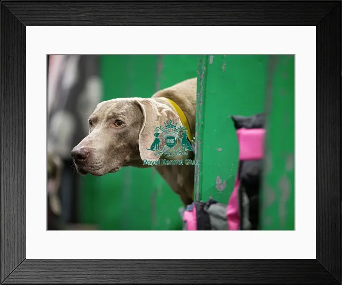 Framed Print : D-C-D-0-1-9-0 Crufts 2024 NEC Birmingham Day 2 Framed Print : D-C-D-0-1-9-0 Crufts 2024 NEC Birmingham Day 2
