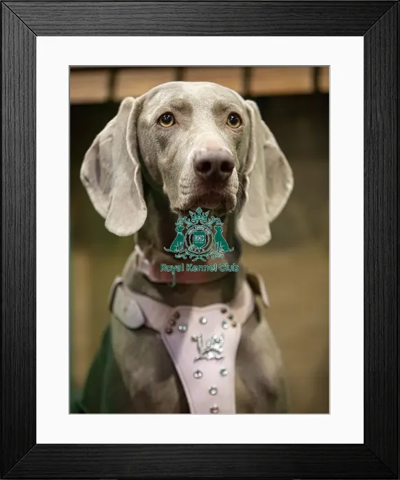 Framed Print : D-C-D-0-1-9-0 Crufts 2024 NEC Birmingham Day 2 Framed Print : D-C-D-0-1-9-0 Crufts 2024 NEC Birmingham Day 2