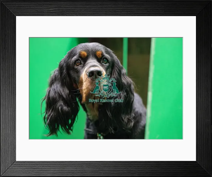 Framed Print : D-C-D-0-1-9-0 Crufts 2024 NEC Birmingham Day 2