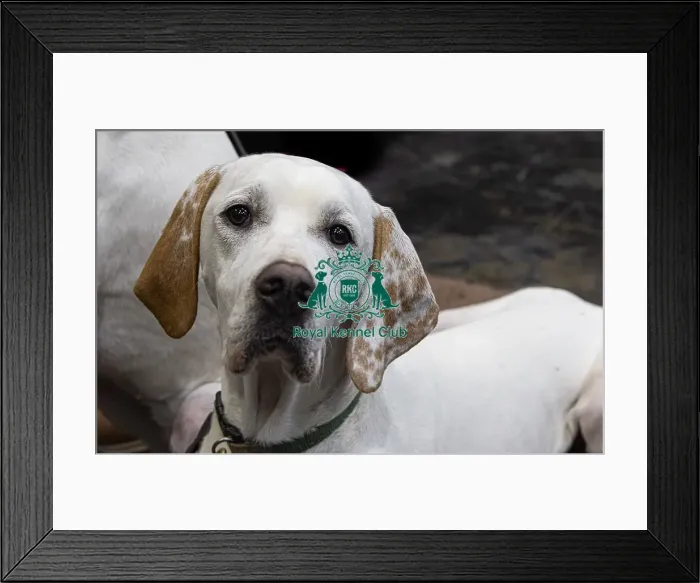 Framed Print : D-C-D-0-1-9-0 Crufts 2024 NEC Birmingham Day 2 Framed Print : D-C-D-0-1-9-0 Crufts 2024 NEC Birmingham Day 2
