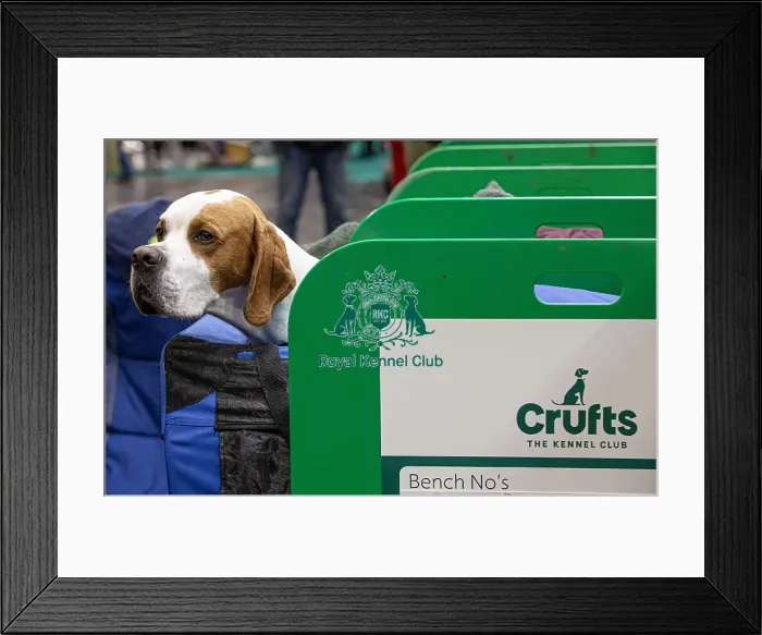 Framed Print : D-C-D-0-1-9-0 Crufts 2024 NEC Birmingham Day 2 Framed Print : D-C-D-0-1-9-0 Crufts 2024 NEC Birmingham Day 2
