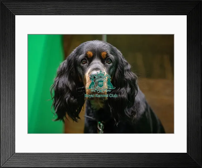 Framed Print : D-C-D-0-1-9-0 Crufts 2024 NEC Birmingham Day 2 Framed Print : D-C-D-0-1-9-0 Crufts 2024 NEC Birmingham Day 2