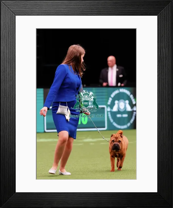 Framed Print : D-C-D-0-1-9-0 Crufts 2024 NEC Birmingham Utility Framed Print : D-C-D-0-1-9-0 Crufts 2024 NEC Birmingham Utility