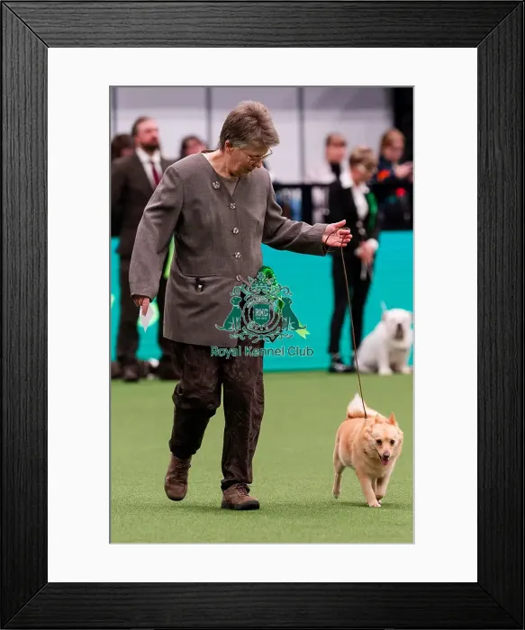Framed Print : D-C-D-0-1-9-0 Crufts 2024 NEC Birmingham Utility Framed Print : D-C-D-0-1-9-0 Crufts 2024 NEC Birmingham Utility