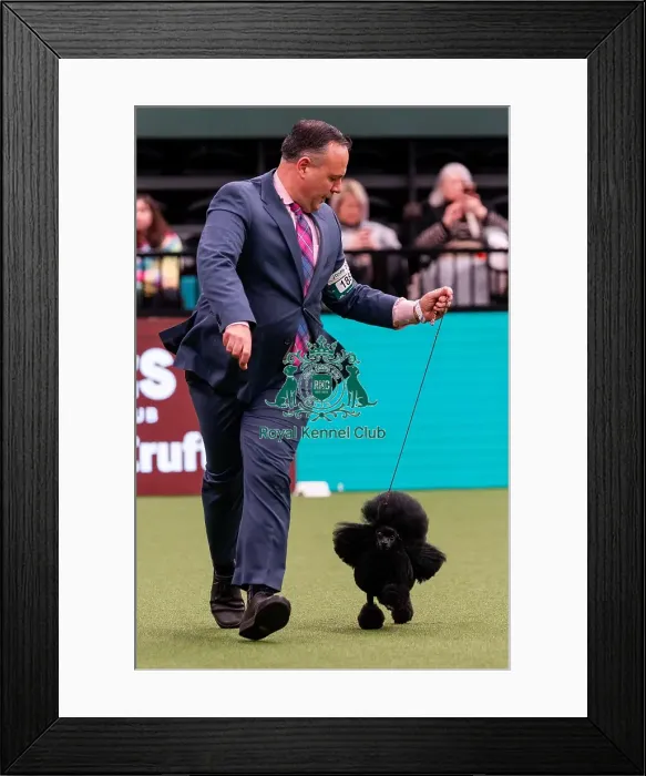 Framed Print : D-C-D-0-1-9-0 Crufts 2024 NEC Birmingham Utility