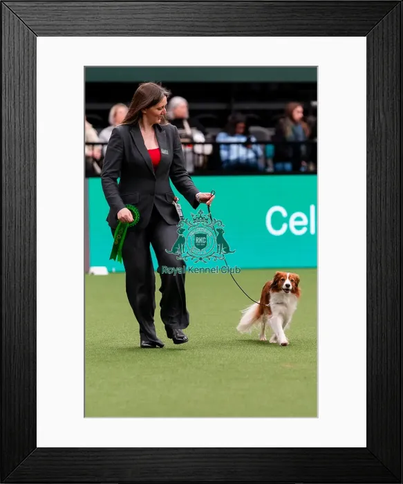 Framed Print : D-C-D-0-1-9-0 Crufts 2024 NEC Birmingham Utility