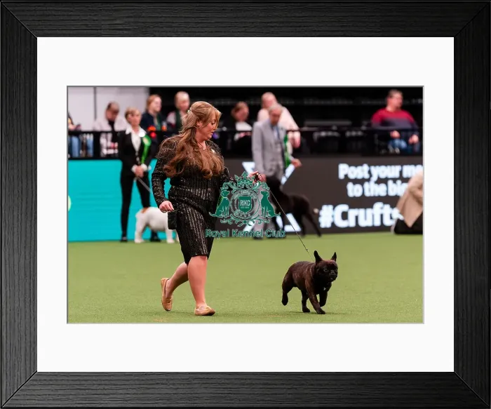 Framed Print : D-C-D-0-1-9-0 Crufts 2024 NEC Birmingham Utility