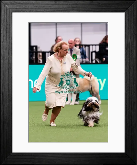 Framed Print : D-C-D-0-1-9-0 Crufts 2024 NEC Birmingham Utility