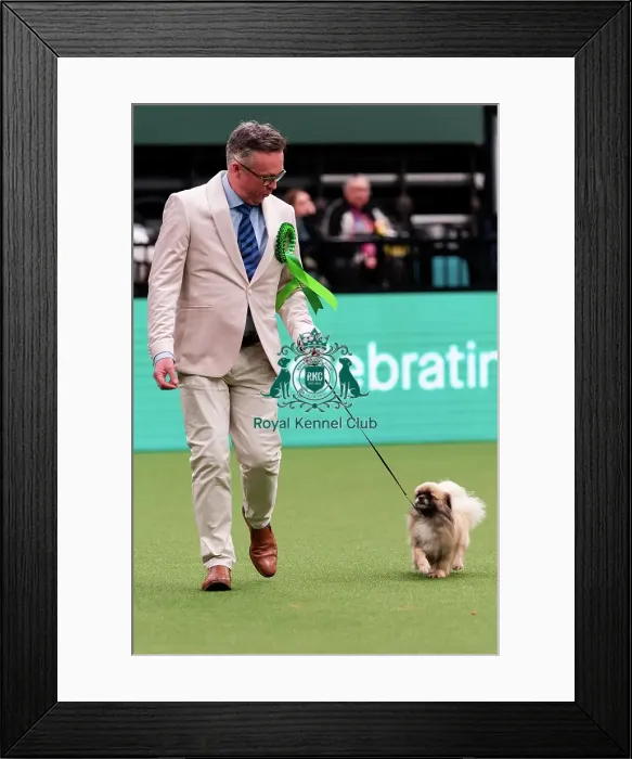 Framed Print : D-C-D-0-1-9-0 Crufts 2024 NEC Birmingham Utility