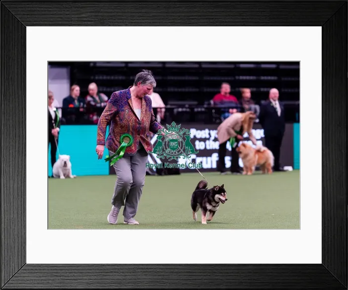 Framed Print : D-C-D-0-1-9-0 Crufts 2024 NEC Birmingham Utility Framed Print : D-C-D-0-1-9-0 Crufts 2024 NEC Birmingham Utility