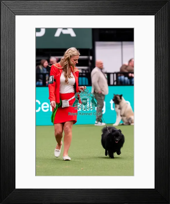 Framed Print : D-C-D-0-1-9-0 Crufts 2024 NEC Birmingham Utility Framed Print : D-C-D-0-1-9-0 Crufts 2024 NEC Birmingham Utility