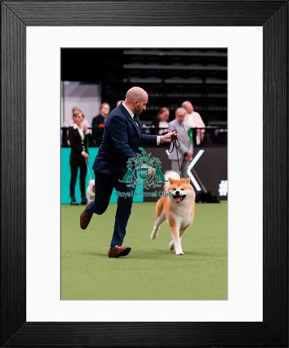 Framed Print : D-C-D-0-1-9-0 Crufts 2024 NEC Birmingham Utility Framed Print : D-C-D-0-1-9-0 Crufts 2024 NEC Birmingham Utility