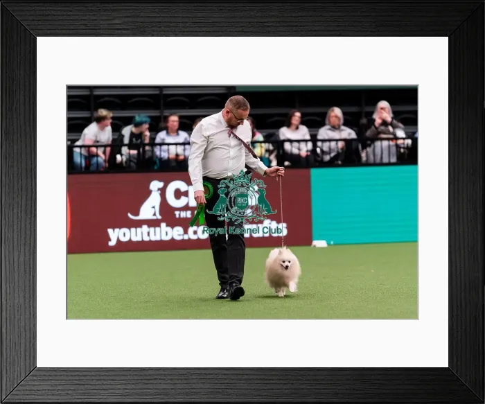 Framed Print : D-C-D-0-1-9-0 Crufts 2024 NEC Birmingham Utility Framed Print : D-C-D-0-1-9-0 Crufts 2024 NEC Birmingham Utility