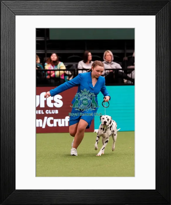 Framed Print : D-C-D-0-1-9-0 Crufts 2024 NEC Birmingham Utility