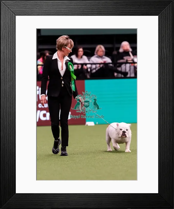 Framed Print : D-C-D-0-1-9-0 Crufts 2024 NEC Birmingham Utility Framed Print : D-C-D-0-1-9-0 Crufts 2024 NEC Birmingham Utility