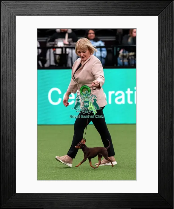 Framed Print : D-C-D-0-1-9-0 Crufts 2024 NEC Birmingham Toy