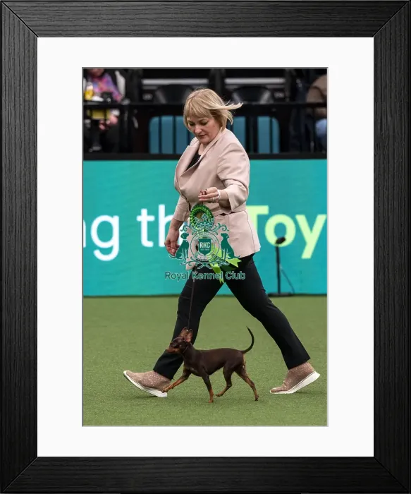 Framed Print : D-C-D-0-1-9-0 Crufts 2024 NEC Birmingham Toy
