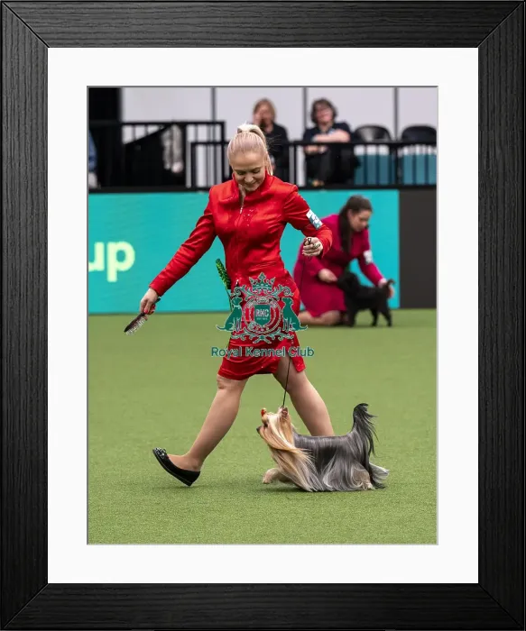 Framed Print : D-C-D-0-1-9-0 Crufts 2024 NEC Birmingham Toy