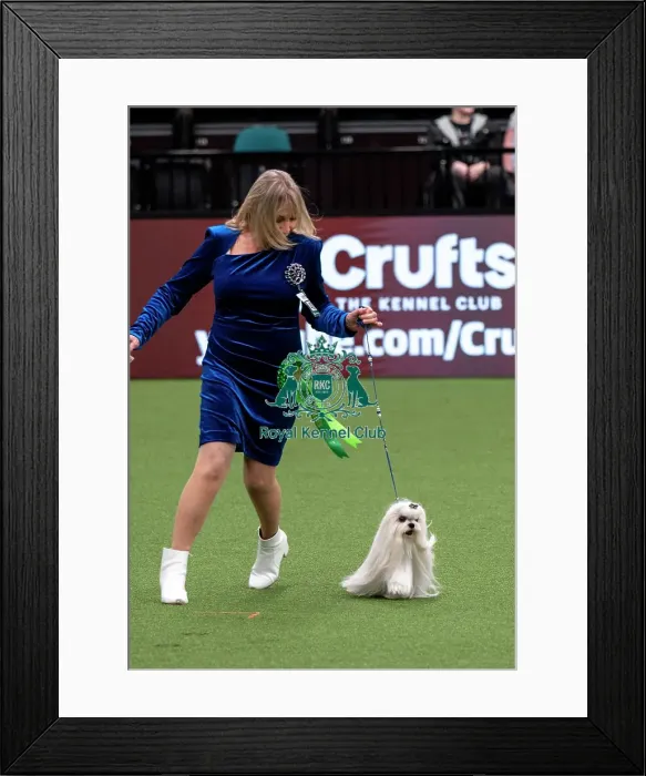 Framed Print : D-C-D-0-1-9-0 Crufts 2024 NEC Birmingham Toy