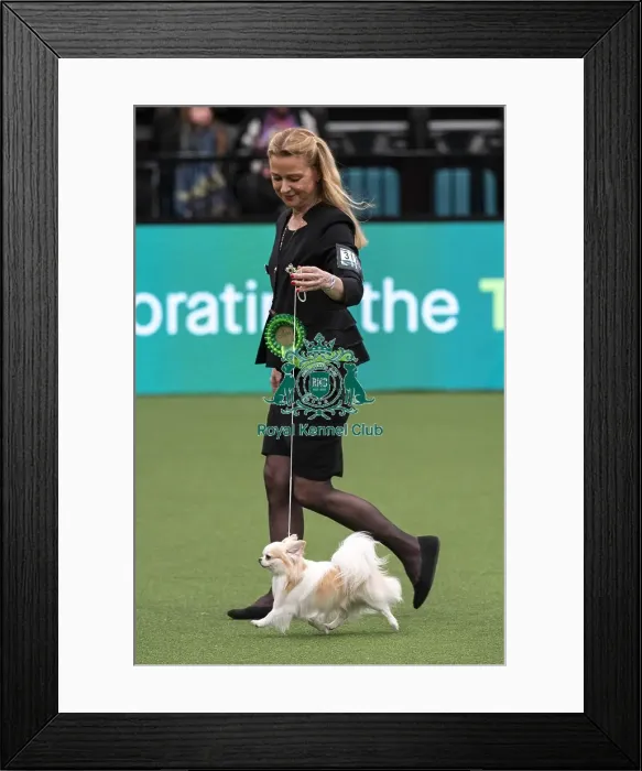 Framed Print : D-C-D-0-1-9-0 Crufts 2024 NEC Birmingham Toy