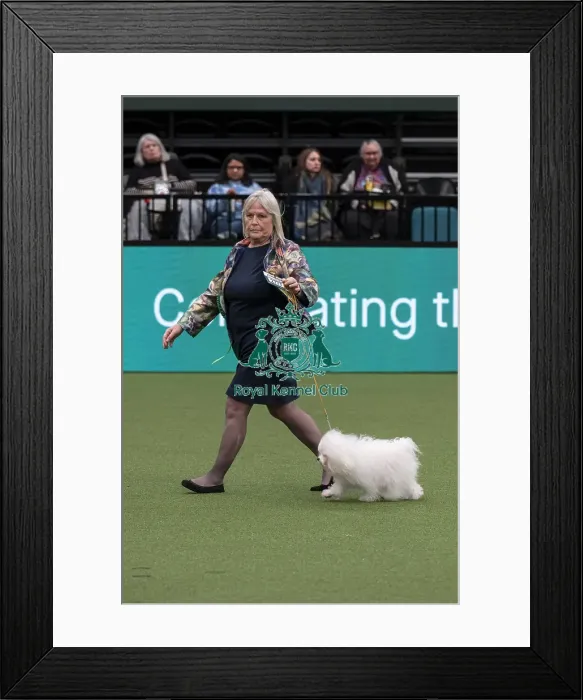 Framed Print : D-C-D-0-1-9-0 Crufts 2024 NEC Birmingham Toy Framed Print : D-C-D-0-1-9-0 Crufts 2024 NEC Birmingham Toy